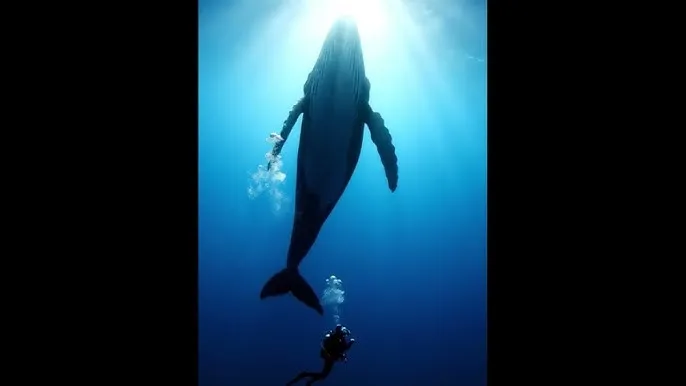 黑人强开嫩模又小又紧 - 深蓝星球：探索海洋深处的未知世界